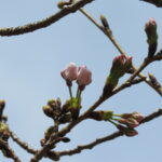 和歌山の桜の開花、あすへ持ち越し