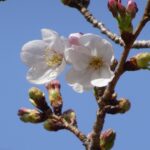 和歌山で桜開花　平年より８日早く、近畿で２番目