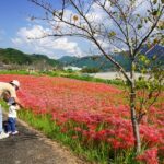 一面の赤と直線の白、上富田町で彼岸花満開