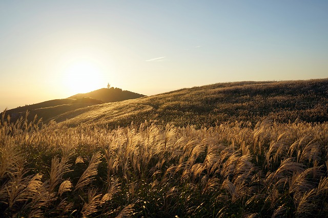 夕日に映える金色のススキ草原の季節到来 生石高原 Wbs和歌山放送ニュース