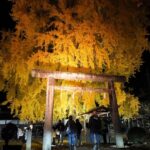 丹生酒殿神社の大イチョウ見頃、壮観ライトアップも