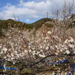 日本一の梅の里で梅の花満開