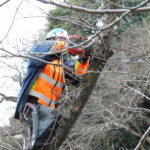 和歌山城の桜再生へ　きょうから作業スタート