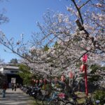 春の嵐が花起こす、桜が一気に咲き進む