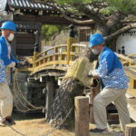 春の風物詩・和歌山城公園で「こも外し」