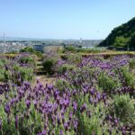 ふれあいの郷ハーブ園でラベンダー見頃、和歌山市