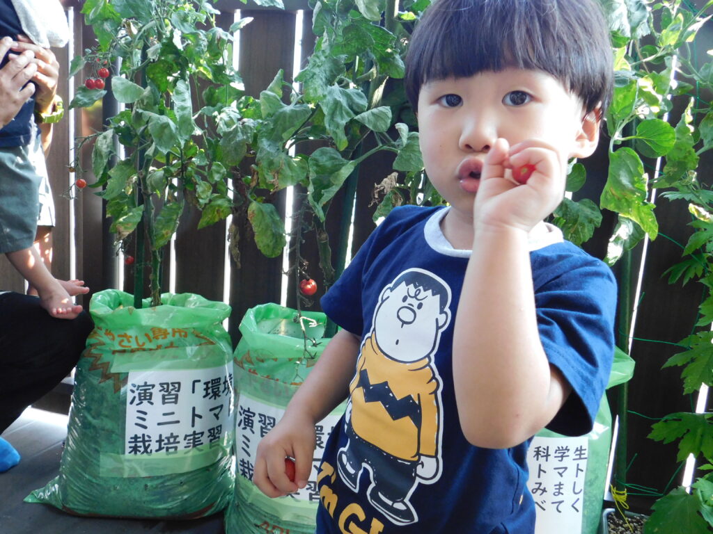 保育園でミニトマト収穫　３歳児嫌いなトマト食べる