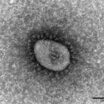 世界のコロナ感染6億人に