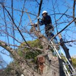 和歌山城の桜再生事業　今年も実施