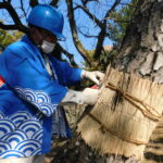 和歌山城公園で「こも外し」　春の訪れ告げる風物詩