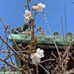 和歌山（紀三井寺）でさくらが開花・平年より４日・去年より４日早く