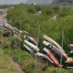 有田川河川敷に、こいのぼり並んで泳ぐ