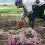 秋の味覚、いち早く全国へ