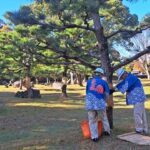 立冬・和歌山城公園で松のこも巻き