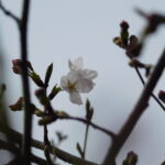 和歌山で桜開花　平年より６日遅く、近畿で２番目