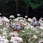 旅するチョウ「アサギマダラ」が日高町西山で乱舞