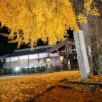 丹生酒殿神社の大イチョウのライトアップ延長／和歌山・かつらぎ町
