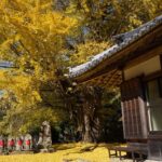 各地の大イチョウが黄色真っ盛り／和歌山