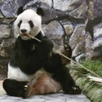 パンダの永明に「ありがとう」