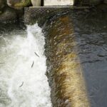 紀の川で本格的に稚鮎が遡上、和歌山市・紀の川大堰