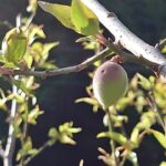 紀南の梅・ヒョウによる被害（第一報）