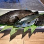 大阪・関西万博で近大が和歌山産の養殖魚料理を提供