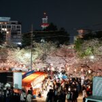和歌山城、光の回廊や夜桜ライトアップが人気