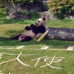 和歌山県警「交通安全夢大使」のパンダに感謝状