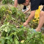 貴志川線に乗ってじゃがいも掘り楽しむ