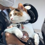 貴志駅の老木「たまちゃんの桜」接木で再生へ