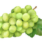 岩出市の道の駅でシャインマスカットスイーツフェア