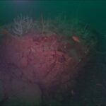 光るイソギンチャク、みなべ町沖の群生地で激減／和歌山