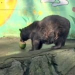 和歌山城動物園のクマ園舎改築でクラファン／和歌山市