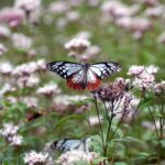 「アサギマダラ」日高町に飛来、秋告げる旅するチョウ／和歌山