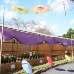 和傘彩る「菊花展」橋本市の杉村公園で／和歌山