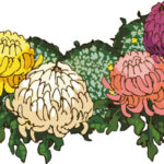 和歌山城菊花展　好評開催中