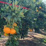 近大湯浅農場でＡＩ使い温州みかんを選別／和歌山