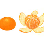 みかん産出額　１０年連続日本一　和歌山県