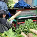 児童養護施設の子どもたちが大根の収穫体験、和歌山南ＲＣ