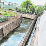 今年も大門川の水質改善