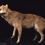 県立自然博物館でニホンオオカミはく製の展示２０日から／和歌山・海南市