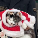 和歌山電鐵で２２日からバレンタインチョコ発売