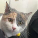 ２月２２日は猫の日、和歌山電鐵ろくたま駅長候補のキャラクターお披露目/和歌山県