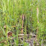 紀の川の河原につくし、桜は開花間近／和歌山