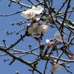 和歌山でさくら開花、週末には見頃、花見シーズンへ