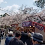 青空のもと、各地の桜の名所がにぎわう／和歌山