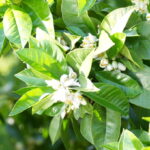 みかんの花が咲き、爽やかな香り一面に／和歌山