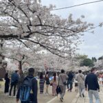 春の嵐から一転、満開の花見サンデーにぎわう／和歌山