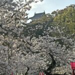 和歌山城・満開の桜をめでる人で賑わう