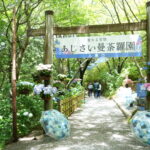 １２０種１万株のあじさいが見頃、救馬溪観音／和歌山・上富田町